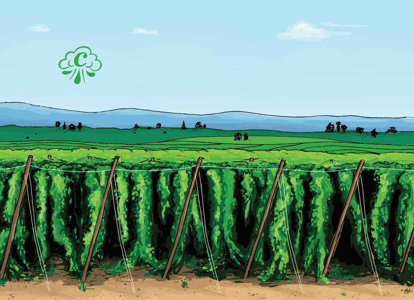 Вет Хоп Пилс