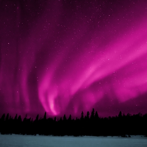 Лаванда Берри Кислый