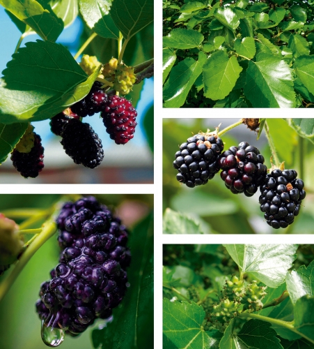 Морус Нигра