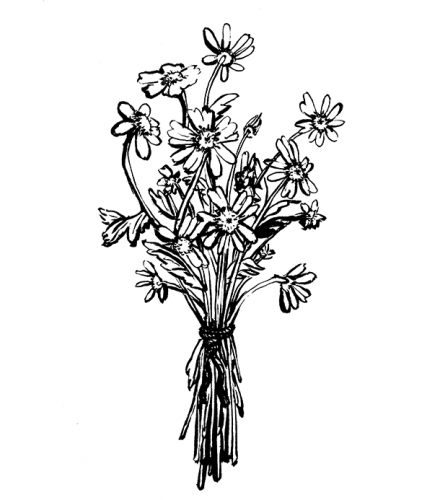 Стэйркейс Вит (Гибискус)