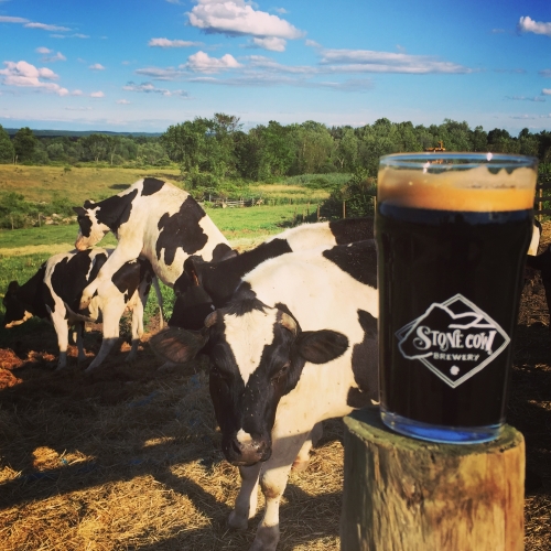 Коус Аут Милк Стаут